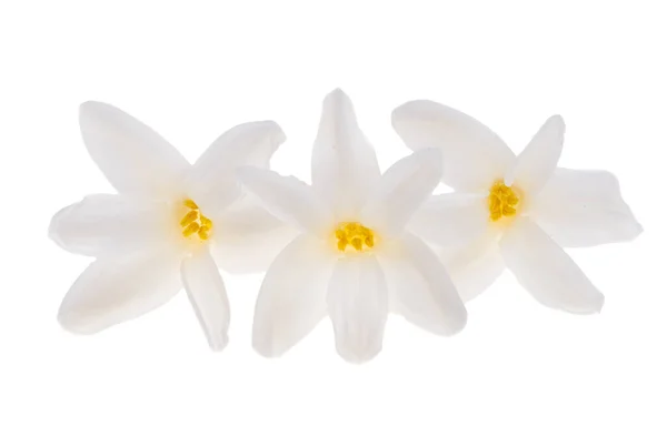 Hyacint Bloem Geïsoleerd Witte Achtergrond — Stockfoto