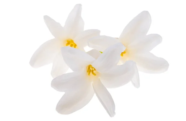 白い背景に隔離されたヒヤシンスの花 — ストック写真
