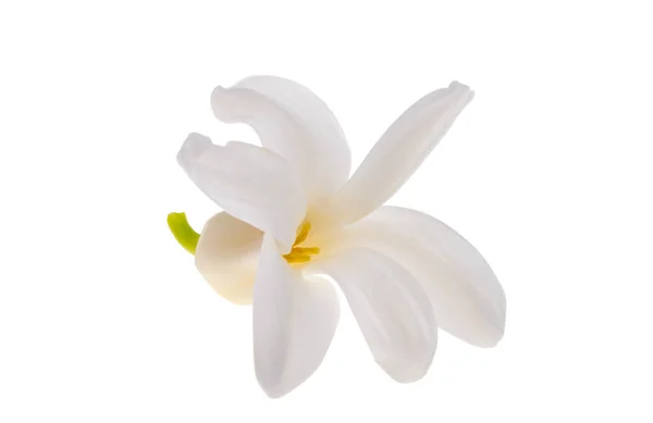 Квітка Гіацинту Ізольована Білому Тлі — стокове фото