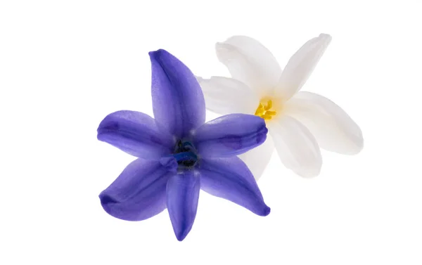 Гиацинтовый Цветок Изолирован Белом Фоне — стоковое фото