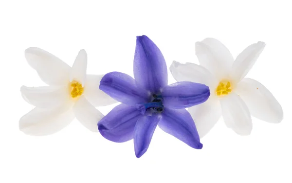 白い背景に隔離されたヒヤシンスの花 — ストック写真