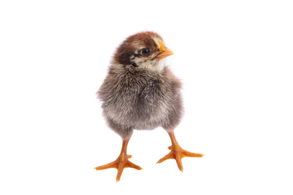 Beyaz Arkaplanda Izole Edilmiş Tavuk — Stok fotoğraf