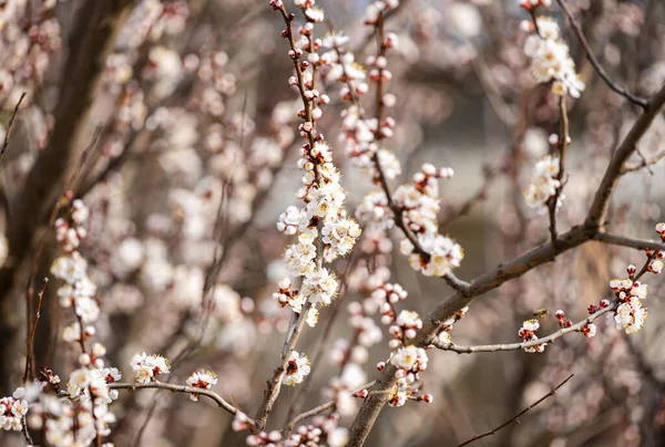 Flores Damasco Início Primavera — Fotografia de Stock
