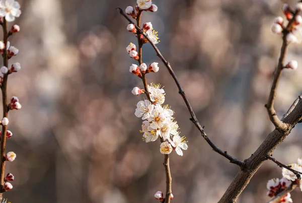 apricot blossoms in early spring