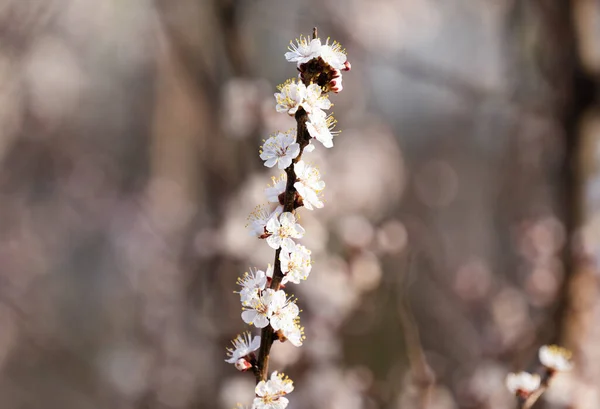 Flores Albaricoque Principios Primavera — Foto de Stock