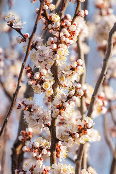 apricot blossoms in early spring
