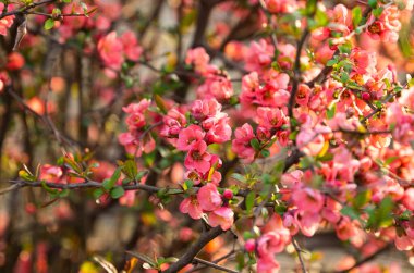 Baharda çiçek açan Çin ayvası