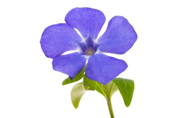 menekşe çiçeği beyaz arkaplanda izole