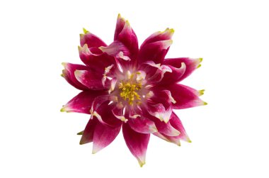 Beyaz arkaplanda kırmızı aquilegia izole edilmiş