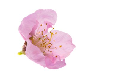 Beyaz arkaplanda izole edilmiş sakura çiçekleri