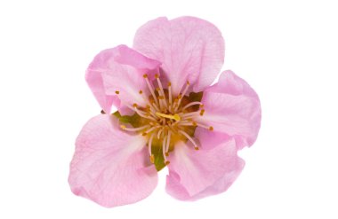 Beyaz arkaplanda izole edilmiş sakura çiçekleri