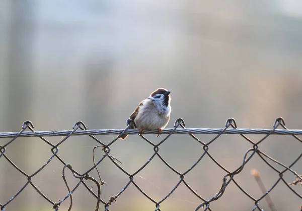 Sparrow Sentado Cerca — Fotografia de Stock