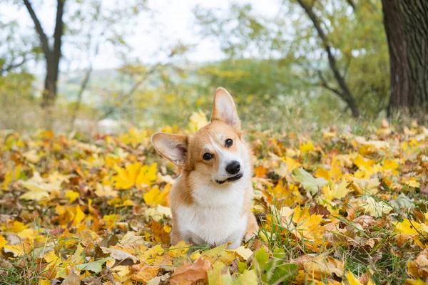 stock image corgi for a walk in the autumn park