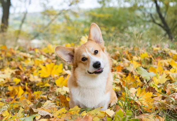 Corgi sonbahar parkında yürüyüşe çıktı.