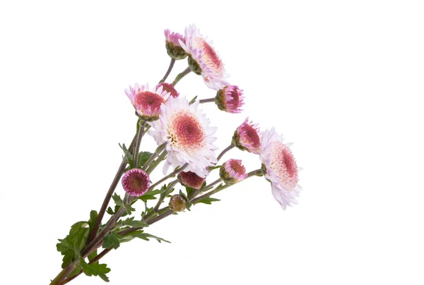 Flores Crisantemo Aisladas Sobre Fondo Blanco — Foto de Stock