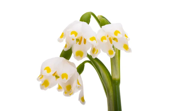 Cárpatos Snowdrop Flor Branca Isolado Fundo Branco — Fotografia de Stock
