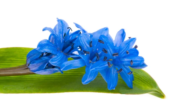 Flores Color Azul Aisladas Sobre Fondo Blanco —  Fotos de Stock