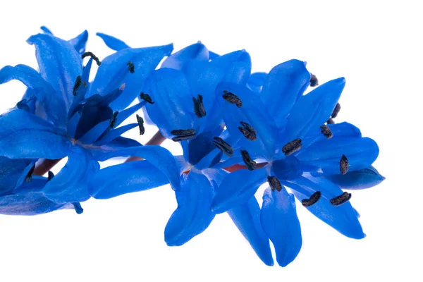 Цветы Bluebell Изолированы Белом Фоне — стоковое фото