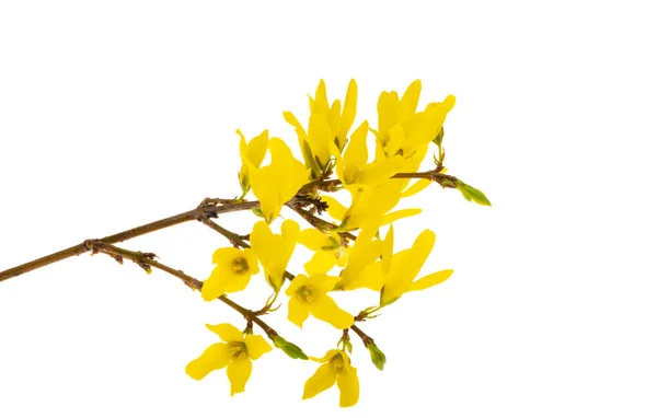 Blume Forsythie Isoliert Auf Weißem Hintergrund — Stockfoto