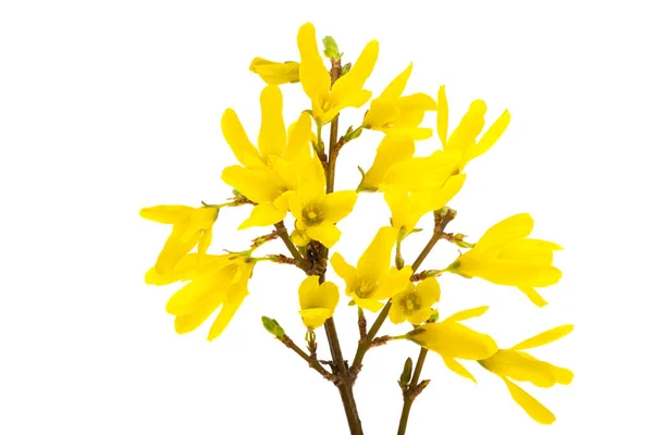Blomma Forsythia Isolerad Vit Bakgrund — Stockfoto