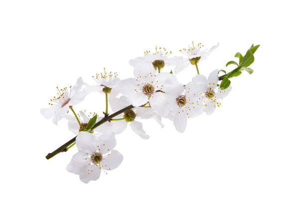 Plommon Blommor Isolerad Vit Bakgrund — Stockfoto
