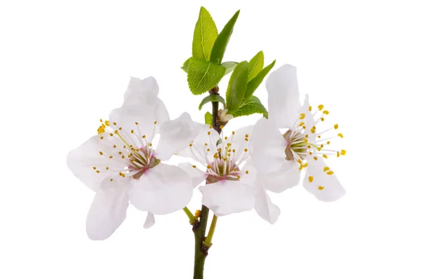 Flores Ameixa Isoladas Fundo Branco — Fotografia de Stock