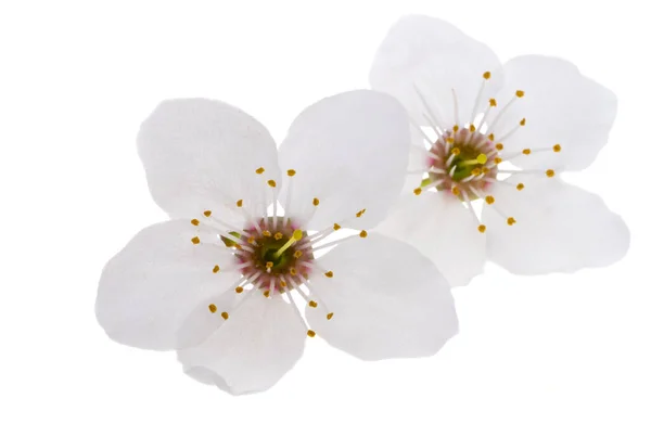 Švestkové Květy Izolované Bílém Pozadí — Stock fotografie