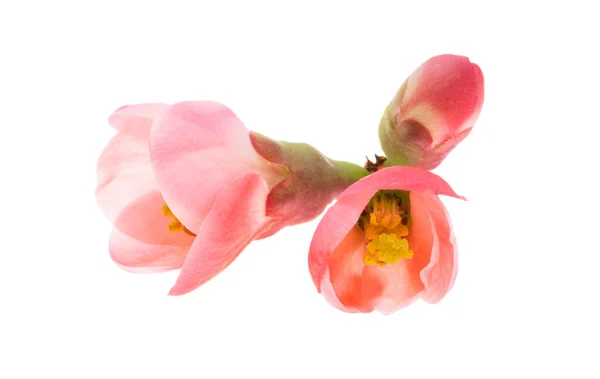 Çiçek Açan Çin Aygırı Beyaz Arka Planda Izole Edilmiş — Stok fotoğraf