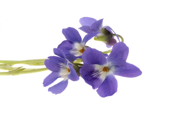 Violette Blüten Isoliert Auf Weißem Hintergrund — Stockfoto
