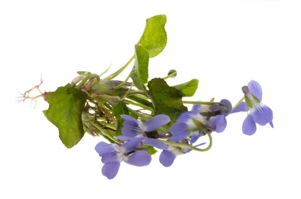 Violette Blüten Isoliert Auf Weißem Hintergrund — Stockfoto