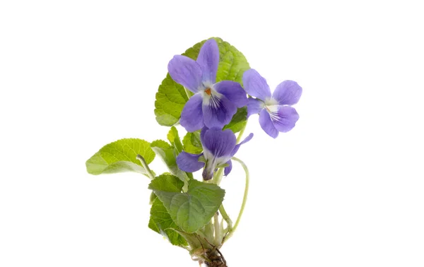 Flores Violetas Isoladas Fundo Branco — Fotografia de Stock