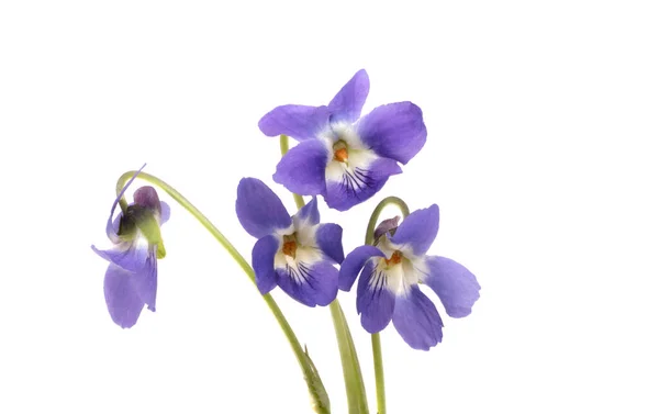 孤立在白色背景上的紫罗兰花 — 图库照片