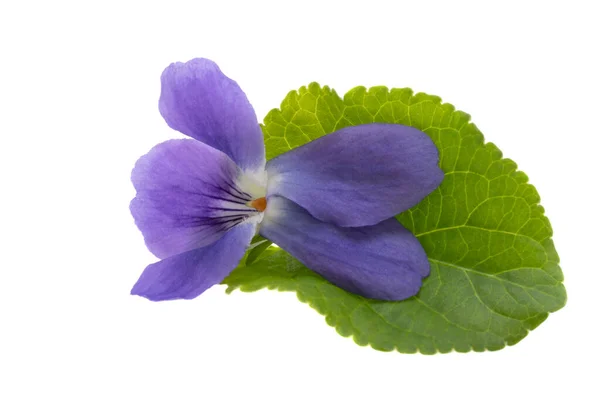 Fleurs Violettes Isolées Sur Fond Blanc — Photo