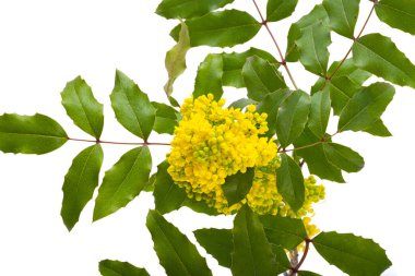 Mahonia çiçekleri beyaz arkaplanda izole edilmiş