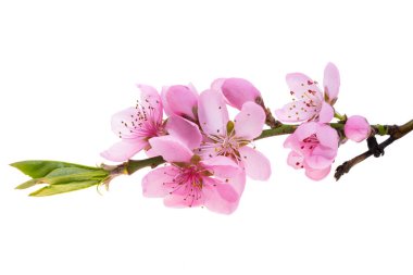 Beyaz arkaplanda izole edilmiş sakura çiçekleri