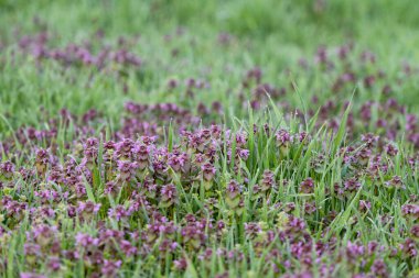 Sabahın erken saatlerinde çimen çiçekleri güneşli bir günde çiğ taneleriyle