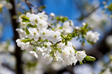 Güneşli bir günde ağaçta kiraz çiçekleri