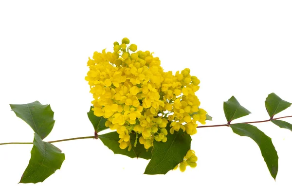 Mahonia Blumen Isoliert Auf Weißem Hintergrund — Stockfoto
