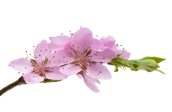 Sakura Blomster Isoleret Hvid Baggrund - Stock-foto