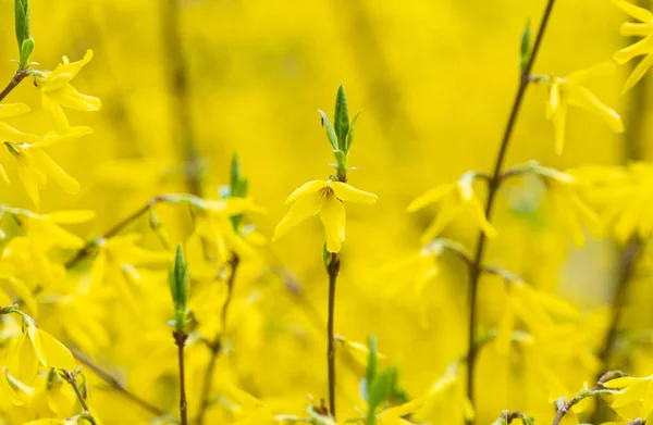 Yellow Background Forsythia Flowers — Stock Photo, Image