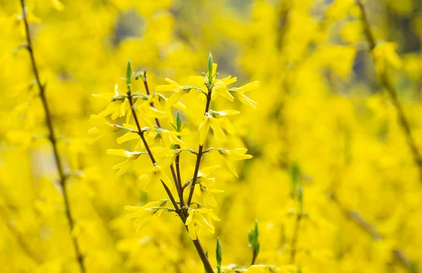 Fundo Amarelo Flores Forsythia — Fotografia de Stock
