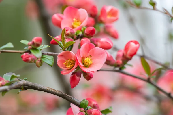 stock image Chinese quince blooming in spring