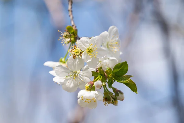 Třešňové Květy Stromě Slunečného Dne — Stock fotografie