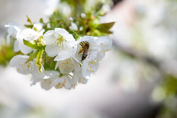Cherry Flowers Tree Sunny Day — Stock Photo, Image