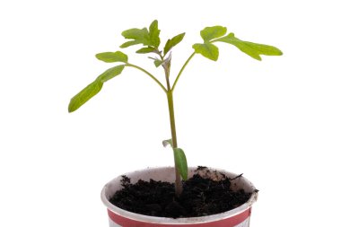 Beyaz arka plan üzerinde domates fide