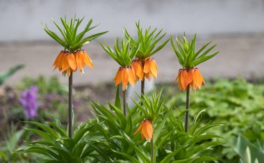 Baharda Fritillaria Çiçek tarlasında
