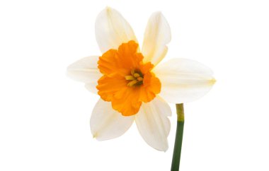 Beyaz arkaplanda yalıtılmış narsist çiçek