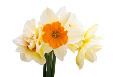 Beyaz arkaplanda yalıtılmış narsist çiçek
