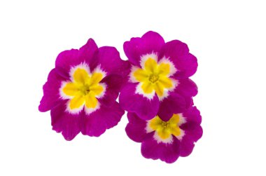 Çuha çiçeği beyaz arkaplanda izole edilmiş