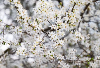 Beyaz kiraz çiçeklerinin arkaplanı
